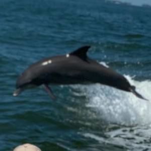 Meet your Posher, Carol